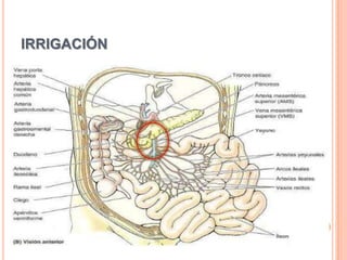 IRRIGACIÓN