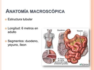 Anatomía macroscópicaEstructura tubularLongitud: 6 metros en adultoSegmentos: duodeno, yeyuno, íleon