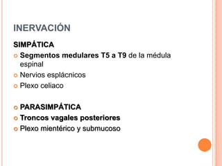 INERVACIÓNSIMPÁTICASegmentos medulares T5 a T9 de la médula espinalNervios esplácnicosPlexo celiaco PARASIMPÁTICATroncos vagales posterioresPlexo mientérico y submucoso
