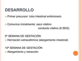 DESARROLLOPrimer precursor: tubo intestinal embrionarioComunica inicialmente: saco vitelino                                              conducto vitelino (6 SDG)5ª SEMANA DE GESTACIÓNHerniación extracelómica (alargamiento intestinal)10ª SEMANA DE GESTACIÓNAlargamiento y retracción