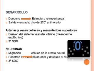 desarrolloDuodeno               Estructura retroperitonealSalida y entrada: giro de 270” antihorarioArterias y venas celiacas y mesentéricas superiores Derivan del sistema vascular vitelino (mesodermo esplácnico)3ª SDGNEURONASMigración             células de la cresta neuralPenetran en intestino anterior y después al resto3ª SDG