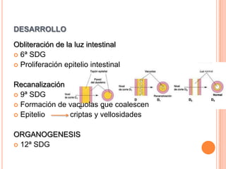 desarrolloObliteración de la luz intestinal6ª SDGProliferación epitelio intestinalRecanalización9ª SDGFormación de vacuolas que coalescenEpitelio            criptas y vellosidadesORGANOGENESIS12ª SDG