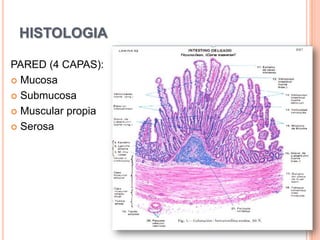 HISTOLOGIAPARED (4 CAPAS):MucosaSubmucosaMuscular propiaSerosa