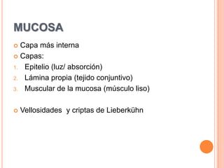 MUCOSACapa más internaCapas:Epitelio (luz/ absorción)Lámina propia (tejido conjuntivo)Muscular de la mucosa (músculo liso)Vellosidades  y criptas de Lieberkühn