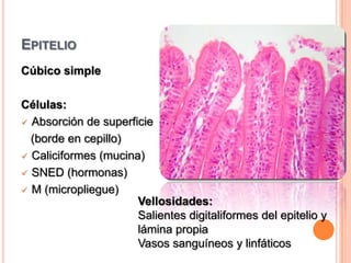 EpitelioCúbico simpleCélulas:Absorción de superficie   (borde en cepillo)Caliciformes (mucina)