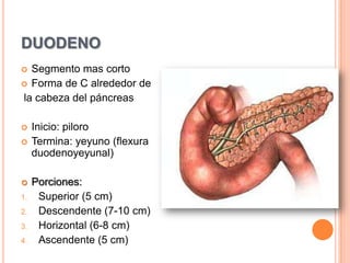 duodenoSegmento mas cortoForma de C alrededor de  la cabeza del páncreasInicio: piloroTermina: yeyuno (flexura duodenoyeyunal)Porciones:Superior (5 cm)Descendente (7-10 cm)Horizontal (6-8 cm)Ascendente (5 cm)