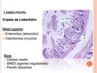 M (micropliegue)Vellosidades: Salientes digitaliformes del epitelio y lámina propiaVasos sanguíneos y linfáticos