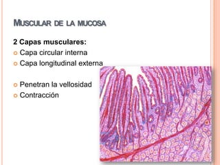 Lámina propiaTejido conectivo (núcleo de la vellosidad)Células linfoidesCriptas de LieberkühnGlándulas tubulares