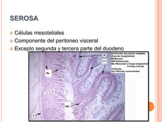  SNED (agentes reguladores)