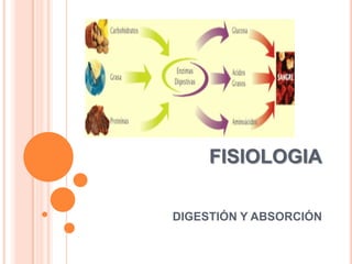 Paneth (lisozima)Muscular  de  la  mucosa2 Capas musculares:Capa circular internaCapa longitudinal externaPenetran la vellosidadContracción