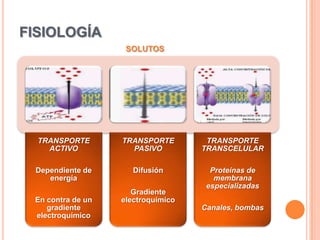 SUBMUCOSATejido conectivo densoLeucocitos y fibroblastosRed de vasos vascularesPlexo submucoso de MeissnerDuodeno           glándulas de BrunnerLíquido alcalino mucoso