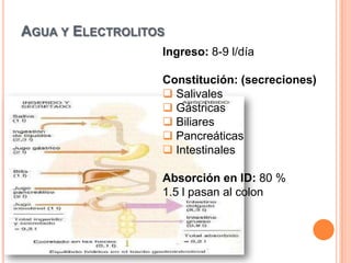 UrogastronaMUSCULAR PROPIACapa externa de fibras de músculo liso:Capa circular interna