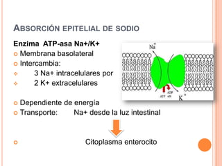 SEROSACélulas mesotelialesComponente del peritoneo visceralExcepto segunda y tercera parte del duodeno
