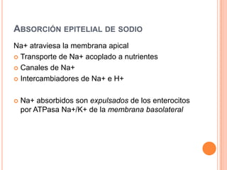 FISIOLOGIADIGESTIÓN Y ABSORCIÓN