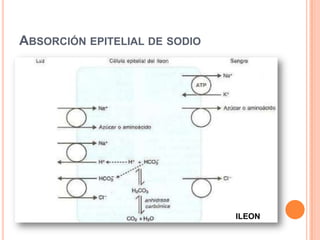 Agua y ElectrolitosIngreso: 8-9 l/díaConstitución: (secreciones) Salivales