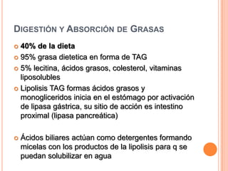 Agua y ElectrolitosABSORCIÓN DE AGUAGradientes osmóticos creados por la absorción transepitelial de Na+ SECRECIÓN DE AGUAGradientes osmóticos generados por la secreción transepitelial de Cl- Transporte de agua         VÍA TRANSCELULAREpitelio intestina se expresan aguaporinas (canales de agua)