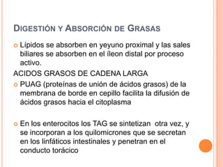 Absorción epitelial de sodioEnzima  ATP-asa Na+/K+Membrana basolateralIntercambia:        3 Na+ intracelulares por