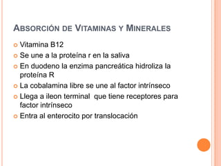 Absorción epitelial de sodioNa+ atraviesa la membrana apicalTransporte de Na+ acoplado a nutrientesCanales de Na+Intercambiadores de Na+ e H+Na+ absorbidos son expulsados de los enterocitos por ATPasa Na+/K+ de la membrana basolateral
