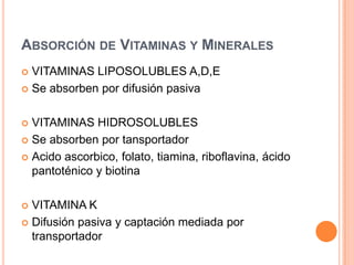 Absorción epitelial de sodioYEYUNO