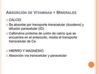 Absorción epitelial de sodioILEON