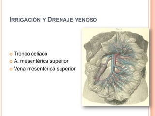 Irrigación y Drenaje venosoTronco celiaco A. mesentérica superiorVena mesentérica superior