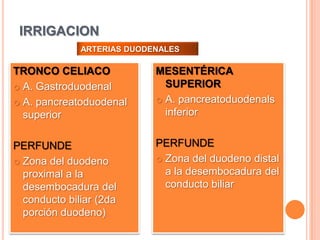 IRRIGACIONARTERIAS DUODENALESTRONCO CELIACOA. GastroduodenalA. pancreatoduodenal superiorPERFUNDEZona del duodeno proximal a la desembocadura del conducto biliar (2da porción duodeno)MESENTÉRICA SUPERIORA. pancreatoduodenals inferiorPERFUNDEZona del duodeno distal a la desembocadura del conducto biliarIRRIGACIONanteriorposterior