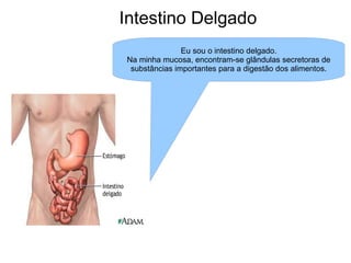 Intestino Delgado Eu sou o intestino delgado. Na minha mucosa, encontram-se glândulas secretoras de substâncias importantes para a digestão dos alimentos. 