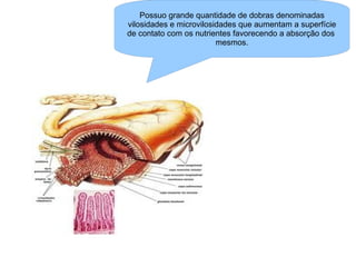 Possuo grande quantidade de dobras denominadas vilosidades e microvilosidades que aumentam a superfície de contato com os nutrientes favorecendo a absorção dos  mesmos. 