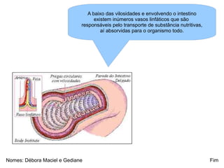 Fim Nomes: Débora Maciel e Gediane A baixo das vilosidades e envolvendo o intestino existem inúmeros vasos linfáticos que são  responsáveis pelo transporte de substância nutritivas, aí absorvidas para o organismo todo. 