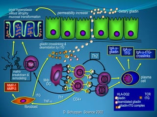  Poligénica no mendelianaSollid et al, CGH 2005Lundin et al, J Exp Med 1993