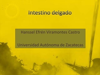Intestino delgado Hanssel Efrén Viramontes Castro Universidad Autónoma de Zacatecas 