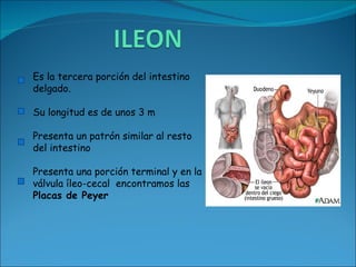 Es la tercera porción del intestino delgado. Su longitud es de unos 3 m Presenta un patrón similar al resto del intestino Presenta una porción terminal y en la válvula íleo-cecal  encontramos las  Placas de Peyer 