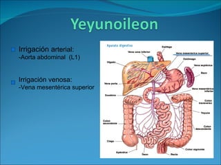 Irrigación a rterial: -Aorta abdominal  (L1) Irrigación venosa: -Vena mesentérica superior 