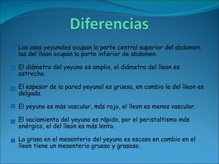 Las asas yeyunales ocupan la parte central superior del abdomen, las del íleon ocupan la parte inferior de abdomen.  El diámetro del yeyuno es amplio, el diámetro del íleon es estrecho.  El espesor de la pared yeyunal es gruesa, en cambio la del íleon es delgada.  El yeyuno es más vascular, más rojo, el íleon es menos vascular.  El vaciamiento del yeyuno es rápido, por el peristaltismo más enérgico, el del íleon es más lento.  La grasa en el mesenterio del yeyuno es escasa en cambio en el íleon tiene un mesenterio grueso y grasoso.  