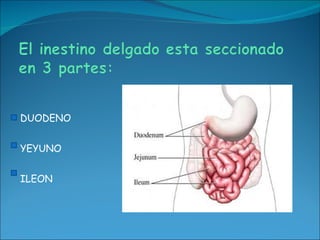 DUODENO YEYUNO ILEON 