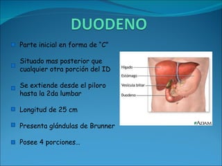 Parte inicial en forma de “C” Situado mas posterior que cualquier otra porción del ID Se extiende desde el piloro hasta la 2da lumbar Longitud de 25 cm Presenta glándulas de Brunner Posee 4 porciones… 
