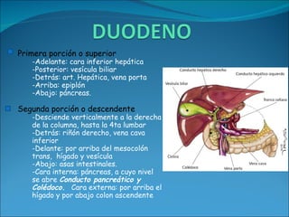 Primera porción o superior -Adelante: cara inferior hepática  -Posterior: vesícula biliar -Detrás: art. Hepática, vena porta  -Arriba: epiplón  -Abajo: páncreas. Segunda porción o descendente -Desciende verticalmente a la derecha de la columna, hasta la 4ta lumbar -Detrás: riñón derecho, vena cava inferior  -Delante: por arriba del mesocolón trans,  hígado y vesícula  -Abajo: asas intestinales.  -Cara interna: páncreas, a cuyo nivel se abre  Conducto pancreático y Colédoco.  Cara externa: por arriba el hígado y por abajo colon ascendente 