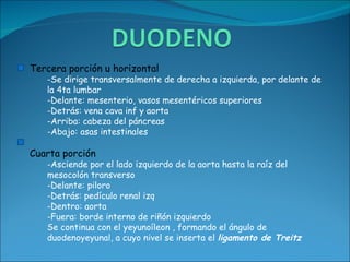 Tercera porción u horizontal -Se dirige transversalmente de derecha a izquierda, por delante de la 4ta lumbar -Delante: mesenterio, vasos mesentéricos superiores  -Detrás: vena cava inf y aorta -Arriba: cabeza del páncreas  -Abajo: asas intestinales Cuarta porción -Asciende por el lado izquierdo de la aorta hasta la raíz del mesocolón transverso -Delante: piloro  -Detrás: pedículo renal izq  -Dentro: aorta  -Fuera: borde interno de riñón izquierdo Se continua con el yeyunoíleon , formando el ángulo de duodenoyeyunal, a cuyo nivel se inserta el  ligamento de Treitz 