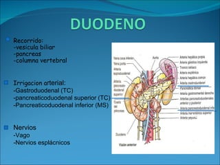 Recorrido: -vesicula biliar -pancreas -columna vertebral Irrigacion a rterial: -Gastroduodenal (TC) -pancreaticoduodenal superior (TC)  -Pancreaticoduodenal inferior (MS) Nervios -Vago -Nervios esplácnicos 