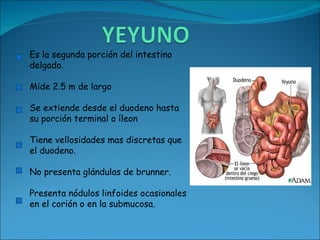 Es la segunda porción del intestino delgado. Mide 2.5 m de largo Se extiende desde el duodeno hasta su porción terminal o íleon Tiene vellosidades mas discretas que el duodeno. No presenta glándulas de brunner. Presenta nódulos linfoides ocasionales en el corión o en la submucosa. 