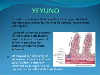 En este trozo de intestino delgado actúa el jugo intestinal, que degrada al mínimo los hidratos de carbono, las proteínas y los lípidos. La pared del yeyuno presenta las vellosidades intestinales,  cuya función es traspasar al torrente sanguíneo las  sustancias anteriormente  señaladas. las valvulas son kerckring se  encuentran en vasos y nervios  para facilitar la absorción intestinal en su superficie se encuentran las vellosidades intestinales 
