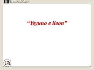 “Curso de Anatomía Humana:
 Carrera de Médico Cirujano”




                        “Yeyuno e íleon”




                                           28
 