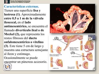 “Curso de Anatomía Humana:
     Carrera de Médico Cirujano”


Características externas.
Tienen una superficie lisa y        (1)
lustrosa (1). Aproximadamente
entre 0.5 a 1 m de la válvula
ileocecal, en el lado
antimesentérico, se encuentra el
llamado divertículo ileal o de
Meckel (2), que representa los
restos fibrosos del ducto          (2)
onfalomesentérico o vitelino
(3). Este tiene 5 cm de largo y
muestra una estructura semejante
al íleon y estómago.                      (3)
Ocasionalmente se puede
encontrar un páncreas accesorio.
                                                37
 