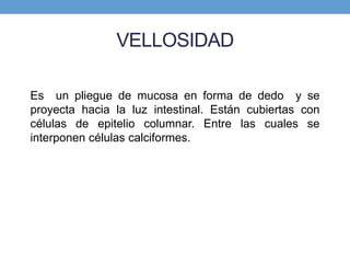 VELLOSIDAD
Es un pliegue de mucosa en forma de dedo y se
proyecta hacia la luz intestinal. Están cubiertas con
células de epitelio columnar. Entre las cuales se
interponen células calciformes.
 