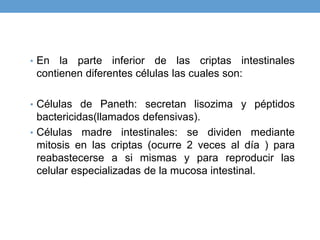 • En la parte inferior de las criptas intestinales
contienen diferentes células las cuales son:
• Células de Paneth: secretan lisozima y péptidos
bactericidas(llamados defensivas).
• Células madre intestinales: se dividen mediante
mitosis en las criptas (ocurre 2 veces al día ) para
reabastecerse a si mismas y para reproducir las
celular especializadas de la mucosa intestinal.
 