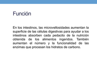 Función
En los intestinos, las microvellosidades aumentan la
superficie de las células digestivas para ayudar a los
intestinos absorben cada pedacito de la nutrición
obtenida de los alimentos ingeridos. También
aumentan el número y la funcionalidad de las
enzimas que procesan los hidratos de carbono.
 