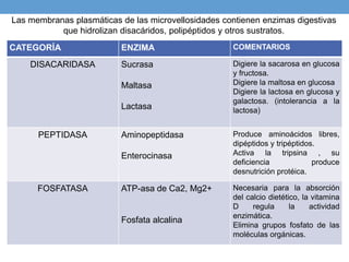 Las membranas plasmáticas de las microvellosidades contienen enzimas digestivas
que hidrolizan disacáridos, polipéptidos y otros sustratos.
.
CATEGORÍA ENZIMA COMENTARIOS
DISACARIDASA Sucrasa
Maltasa
Lactasa
Digiere la sacarosa en glucosa
y fructosa.
Digiere la maltosa en glucosa
Digiere la lactosa en glucosa y
galactosa. (intolerancia a la
lactosa)
PEPTIDASA Aminopeptidasa
Enterocinasa
Produce aminoácidos libres,
dipéptidos y tripéptidos.
Activa la tripsina , su
deficiencia produce
desnutrición protéica.
FOSFATASA ATP-asa de Ca2, Mg2+
Fosfata alcalina
Necesaria para la absorción
del calcio dietético, la vitamina
D regula la actividad
enzimática.
Elimina grupos fosfato de las
moléculas orgánicas.
 