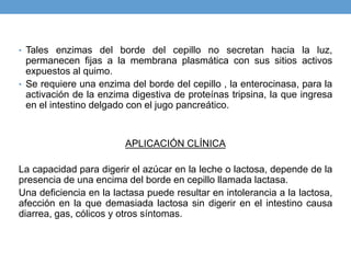 • Tales enzimas del borde del cepillo no secretan hacia la luz,
permanecen fijas a la membrana plasmática con sus sitios activos
expuestos al quimo.
• Se requiere una enzima del borde del cepillo , la enterocinasa, para la
activación de la enzima digestiva de proteínas tripsina, la que ingresa
en el intestino delgado con el jugo pancreático.
APLICACIÓN CLÍNICA
La capacidad para digerir el azúcar en la leche o lactosa, depende de la
presencia de una encima del borde en cepillo llamada lactasa.
Una deficiencia en la lactasa puede resultar en intolerancia a la lactosa,
afección en la que demasiada lactosa sin digerir en el intestino causa
diarrea, gas, cólicos y otros síntomas.
 