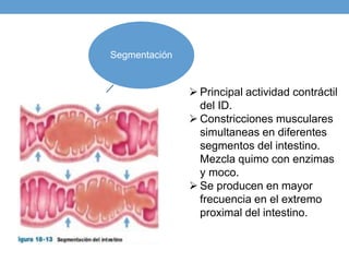 Segmentación
 Principal actividad contráctil
del ID.
 Constricciones musculares
simultaneas en diferentes
segmentos del intestino.
Mezcla quimo con enzimas
y moco.
 Se producen en mayor
frecuencia en el extremo
proximal del intestino.
 