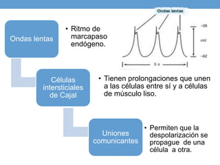 Ondas lentas
• Ritmo de
marcapaso
endógeno.
Células
intersticiales
de Cajal
• Tienen prolongaciones que unen
a las células entre sí y a células
de músculo liso.
Uniones
comunicantes
• Permiten que la
despolarización se
propague de una
célula a otra.
 